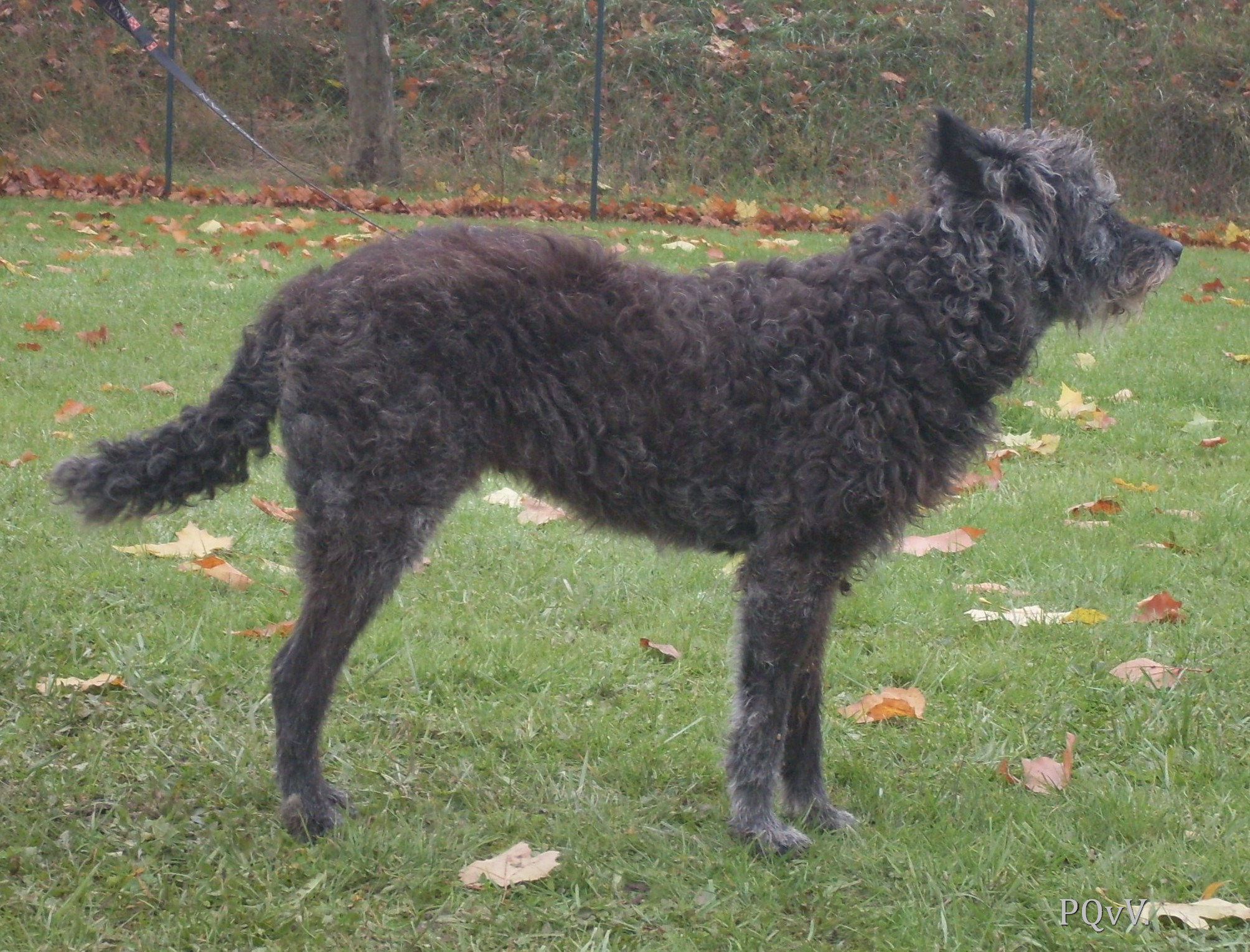 Amarulla 